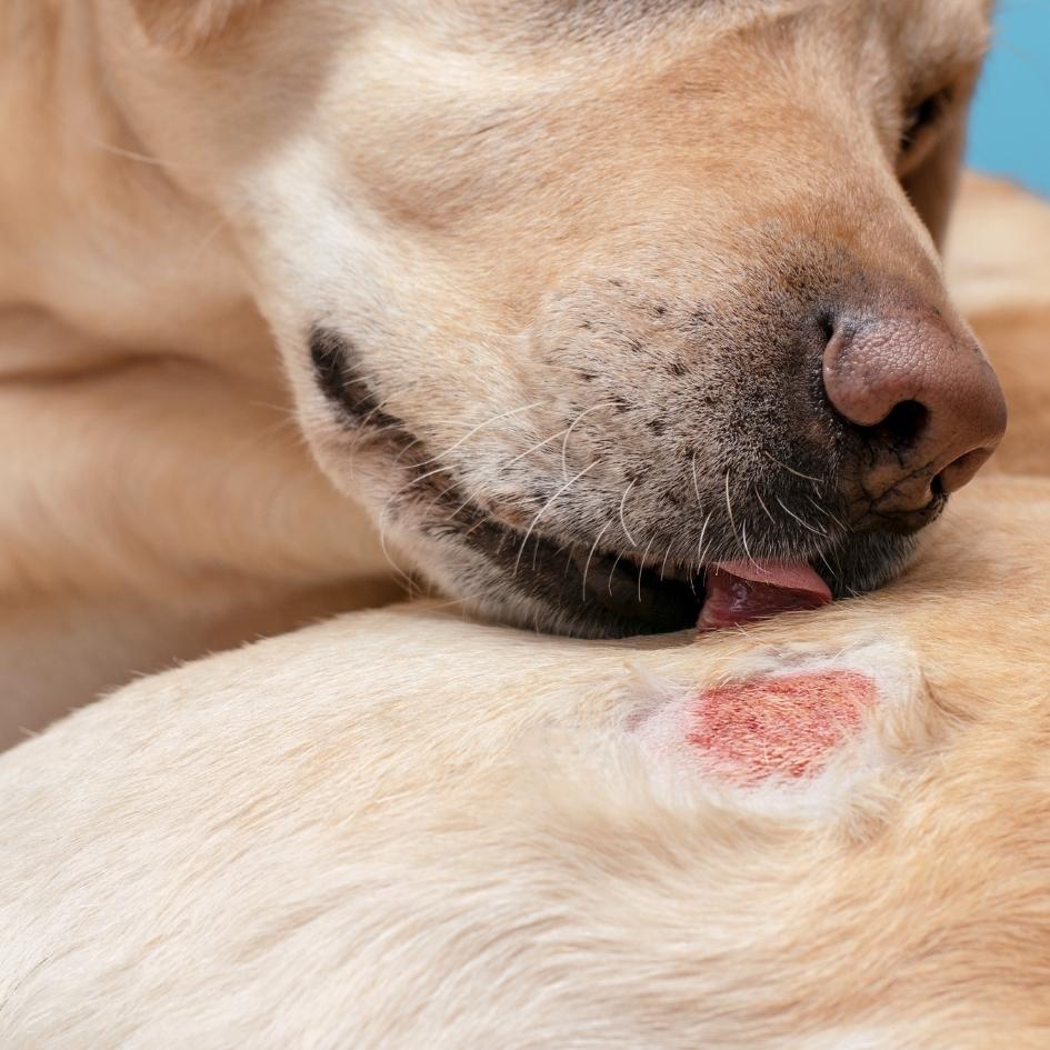 Alergias en Perros: Cómo la Dieta BARF Puede Ser la Solución Definitiva
